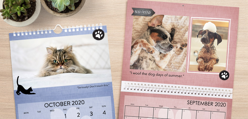 Calendar photo with pet Cat