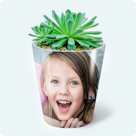 Plant Pot
